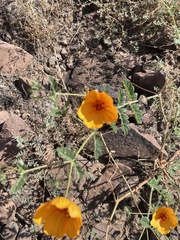 Kallstroemia grandiflora