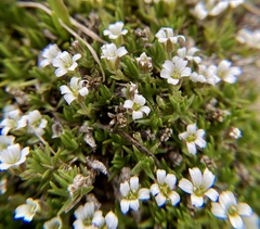 Cherleria