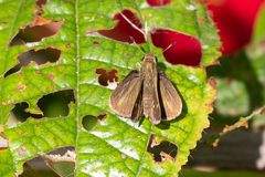 Polites vibex catilina