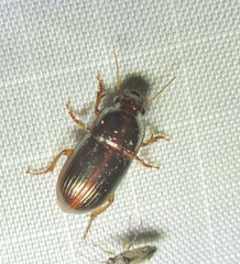 Harpalus gravis