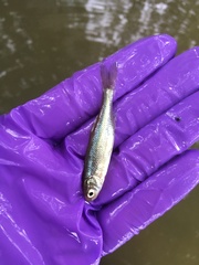 Notemigonus crysoleucas