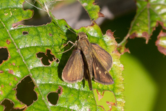 Polites vibex catilina