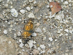 Phyciodes graphica