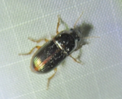 Harpalus gravis