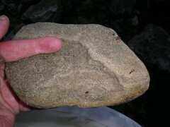 Pocadicnemis occidentalis