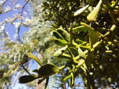 Phoradendron pauciflorum