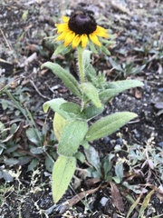 Rudbeckia hirta