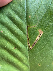 Stigmella apicialbella