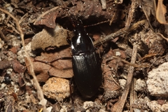 Calathus fuscipes