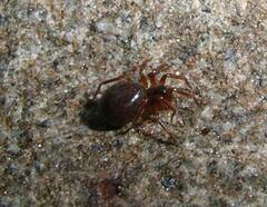 Pocadicnemis occidentalis