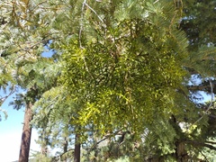 Phoradendron pauciflorum