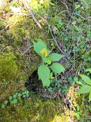 Solidago flexicaulis