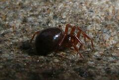 Pocadicnemis occidentalis