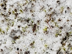 Neotridactylus archboldi