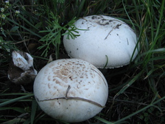 Agaricus bisporus
