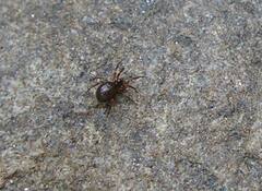 Pocadicnemis occidentalis