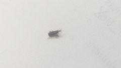 Sitophilus