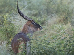 Kobus ellipsiprymnus defassa