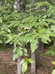 Stigmella apicialbella