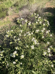 Moscharia pinnatifida