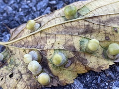Pachypsylla