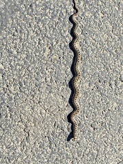 Pituophis catenifer catenifer