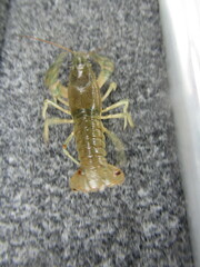 Faxonius virilis