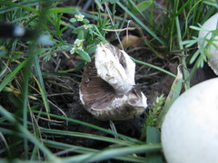 Agaricus bisporus