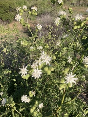 Moscharia pinnatifida