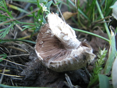 Agaricus bisporus