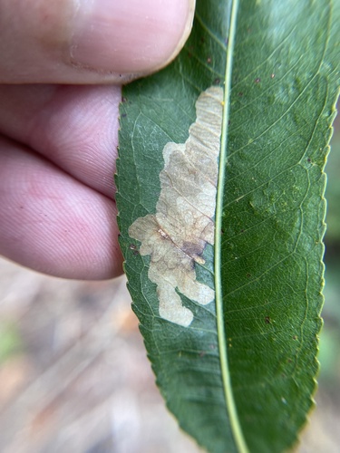 Willow Leaf Blotch Miner Moth photo 5