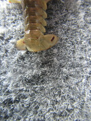 Faxonius virilis
