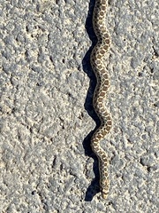 Pituophis catenifer catenifer