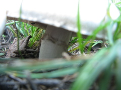Agaricus bisporus