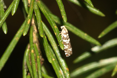 Epinotia tedella