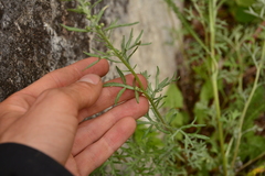 Artemisia michauxiana