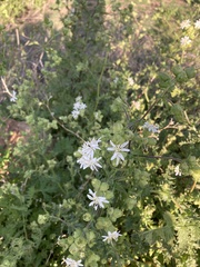 Moscharia pinnatifida