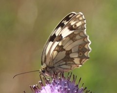 Melanargia