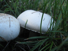 Agaricus bisporus