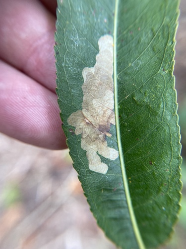 Willow Leaf Blotch Miner Moth