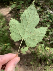 Vitis cinerea baileyana