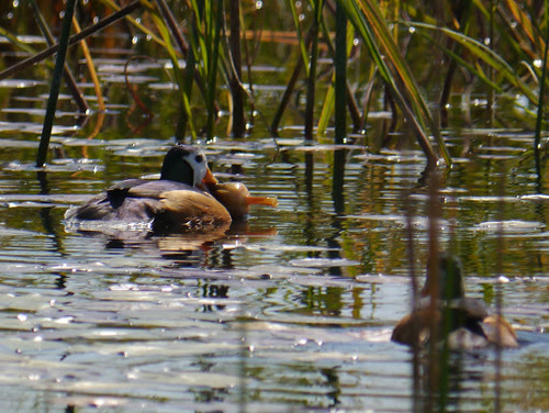 African Pygmy-goose