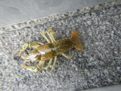 Faxonius virilis