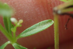 Galium trifidum