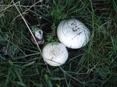 Agaricus bisporus
