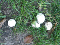 Agaricus bisporus