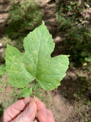 Vitis cinerea baileyana