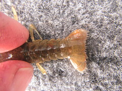Faxonius virilis
