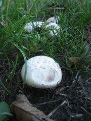 Agaricus bisporus
