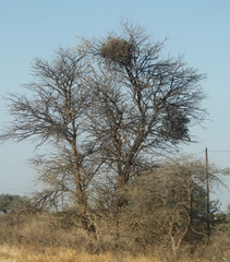Loranthaceae